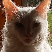 Delilah joined the competition — help win amazing prizes! animal, backlit, cat, closeup, cute, domestic_animal, ears, face, feline, fur, indoor, mammal, nature, pet, portrait, shadow, sunlight, whiskers, white_cat, window