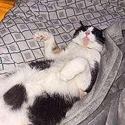 Pumpkin is registered to the contest to win money with this photo: cat, calico_cat, sleeping_cat, paw, pink_nose, whiskers, fur, belly, blanket, grey_blanket, bed, sheet, checkered_pattern, cozy, indoor, close_up, pet, relaxed, paws_up, fluffy
