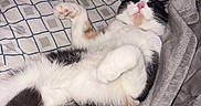Pumpkin is registered to the contest to win money with this photo: bed, belly, blanket, calico_cat, cat, checkered_pattern, close_up, cozy, fluffy, fur, grey_blanket, indoor, paw, paws_up, pet, pink_nose, relaxed, sheet, sleeping_cat, whiskers