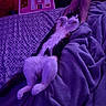 Pumpkin joined the competition — help win amazing prizes! animal, bed, blanket, cat, comfort, cozy, domestic_animal, feline, fur, indoor, legs, patterned_sheet, paws, pet, purple_light, quiet, relaxed, resting, sleeping, soft_texture