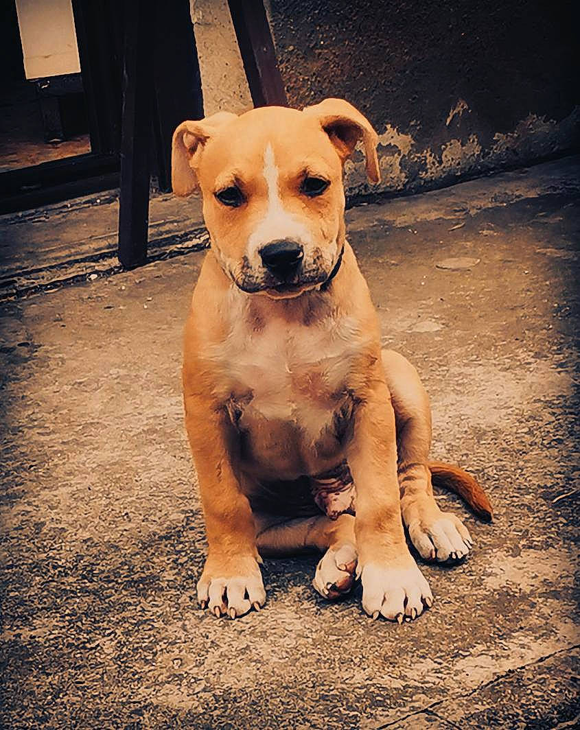 Taïko a rejoint le concours — aidez-le/la à gagner de superbes lots ! carnivore, cloud, companion_dog, dog, dog_breed, dog_collar, fawn, flash_photography, happy, pet_supply, plant, sky, snout, sporting_group, street_dog, tail, tints_and_shades, toy_dog, whiskers, working_animal