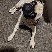 Fawn joined the competition — help win amazing prizes! animal, black, brown, carpet, collar, curious, cute, dog, domestic, ears, eyes, floor, fur, head_tilt, indoor, lying_down, paw, pet, pug, snout