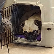 Fawn joined the competition — help win amazing prizes! animal, black_muzzle, brown_dog, cage, canine, companion_animal, cute, dog, domestic_animal, face, indoor, looking, open_door, pet_bed, pet_crate, pug, relaxed, resting, small_dog, tile_floor