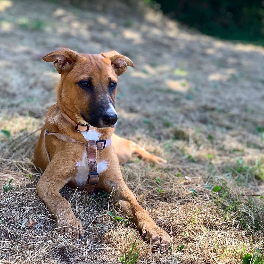 Pitta participe au concours pour gagner de l'argent avec cette photo : africanis, azawakh, canidae, carnivore, dog, dog_breed, fawn, grass, hortaya_borzaya, lurcher, magyar_agar, mammal, mountain_cur, plant, potcake_dog, rare_breed_dog, sighthound, snout, vertebrate, whippet