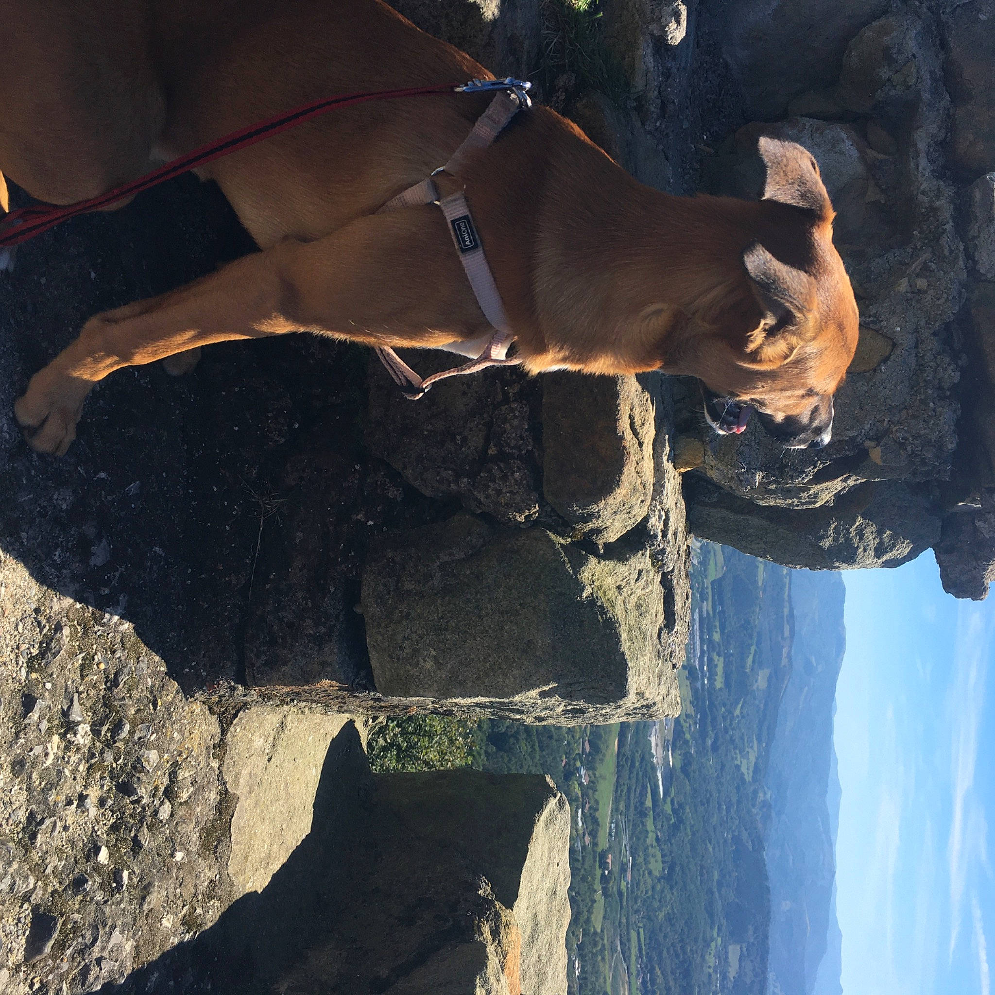 Pitta a rejoint le concours — aidez-le/la à gagner de superbes lots ! branch, formation, organism, rock, tree, wood