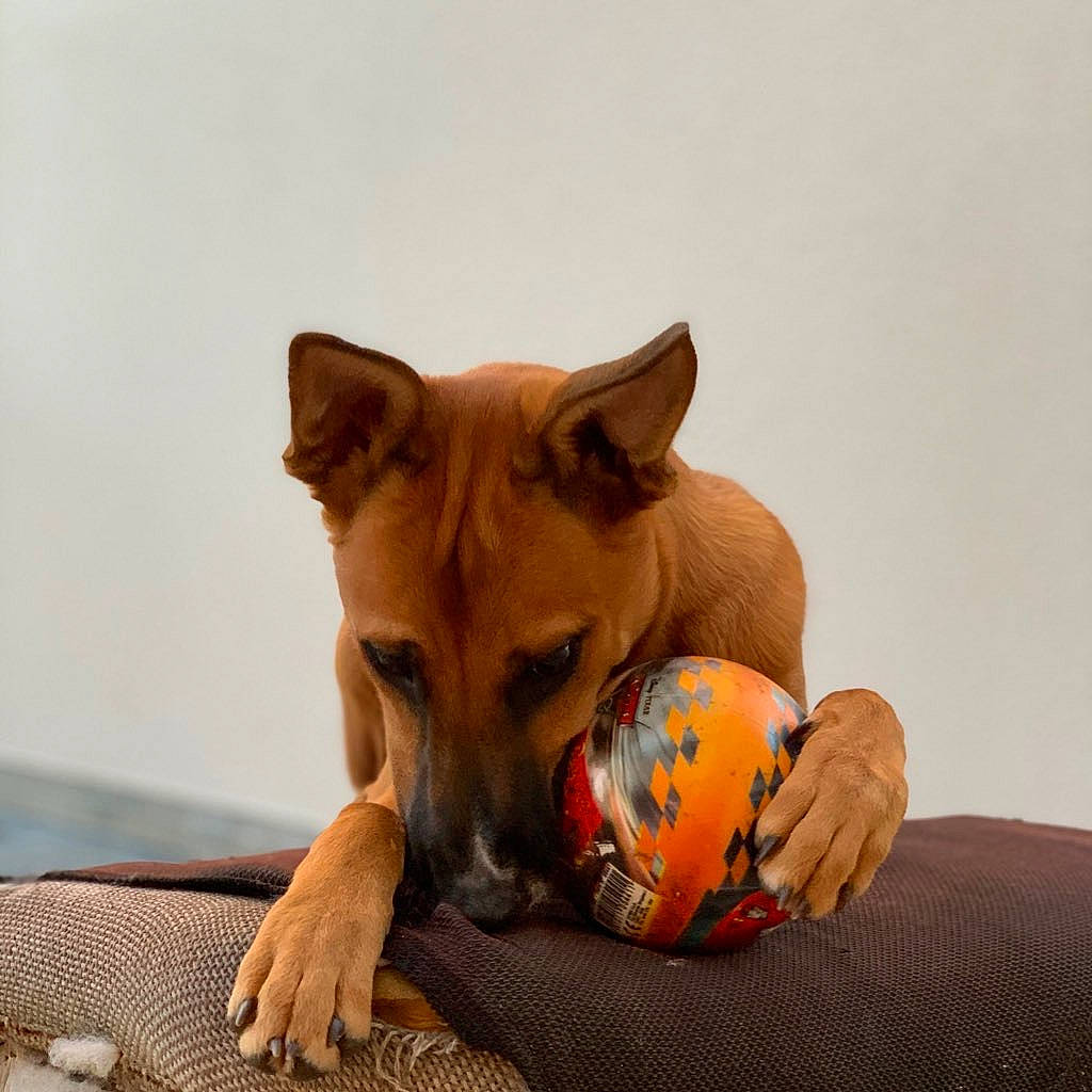 Pitta a rejoint le concours — aidez-le/la à gagner de superbes lots ! ball, basenji, canidae, carnivore, carolina_dog, companion_dog, dog, dog_breed, dog_toy, fawn, mammal, pariah_dog, puppy, vertebrate