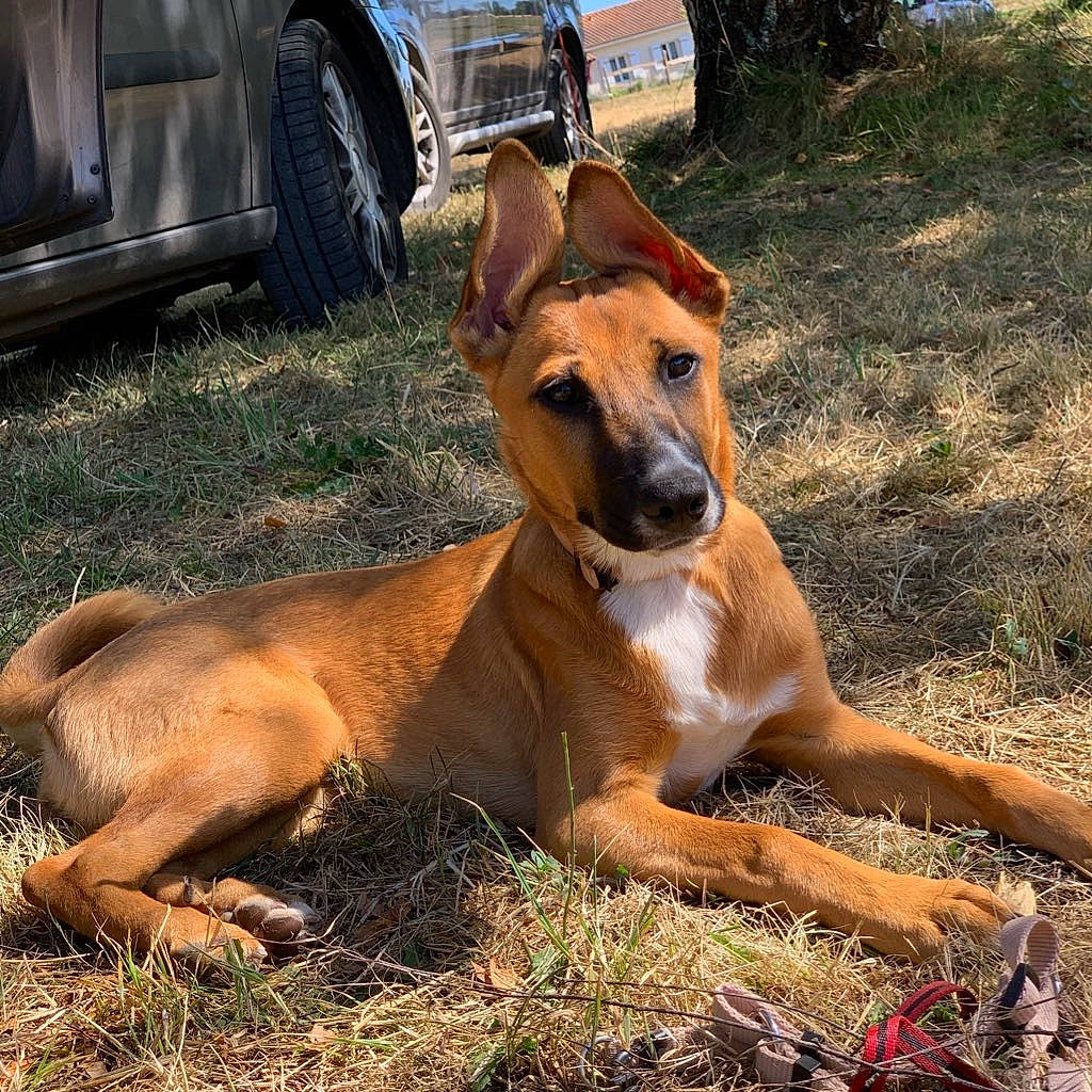 Pitta participe au concours pour gagner de l'argent avec cette photo : africanis, canidae, carnivore, carolina_dog, dog, dog_breed, fawn, hunting_dog, mammal, pariah_dog, rare_breed_dog, snout, vertebrate