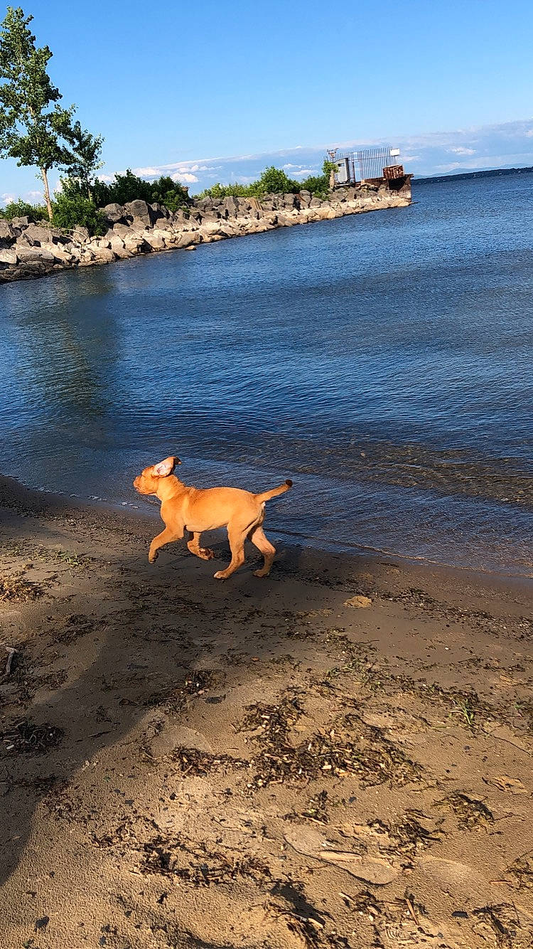 Elsa is registered to the contest to win money with this photo: azure, beach, calm, carnivore, cloud, coastal_and_oceanic_landforms, companion_dog, dog, dog_breed, fawn, horizon, lake, landscape, plant, sky, tail, tree, water, wind_wave, wood