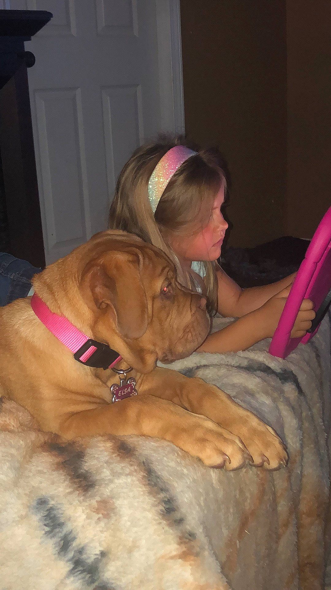 Elsa joined the competition — help win amazing prizes! canidae, carnivore, collar, comfort, companion_dog, dog, dog_breed, dog_collar, dog_supply, door, ear, fawn, flooring, fun, fur, liver, mammal, pet_supply, sporting_group, working_animal