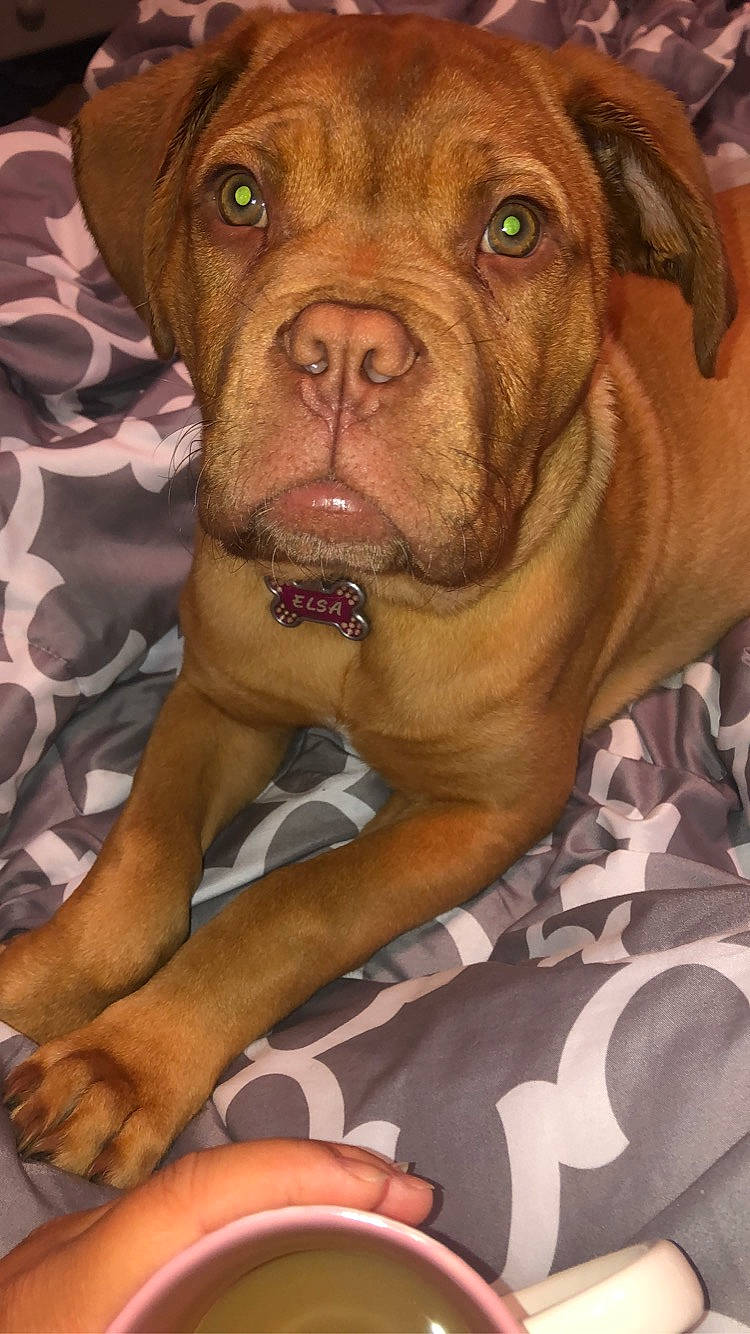 Elsa joined the competition — help win amazing prizes! canidae, carnivore, close_up, collar, companion_dog, dog, dog_breed, dog_collar, fawn, fur, gesture, liver, molosser, mouth, snout, sporting_group, terrestrial_animal, whiskers, working_animal, wrinkle