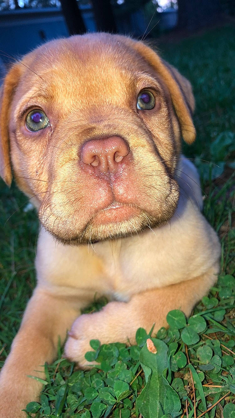 Elsa joined the competition — help win amazing prizes! canidae, carnivore, companion_dog, dog, dog_breed, fawn, fur, grass, groundcover, hunting_dog, liver, mammal, plant, puppy, snout, sporting_group, terrestrial_animal, whiskers, working_animal