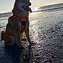 dog, beach, sea, sunset, harness, sand, reflection, silhouette, water, pebbles, tongue_out, sitting, happy, pet, outdoors, waves, sky, sunlight, portrait, shore