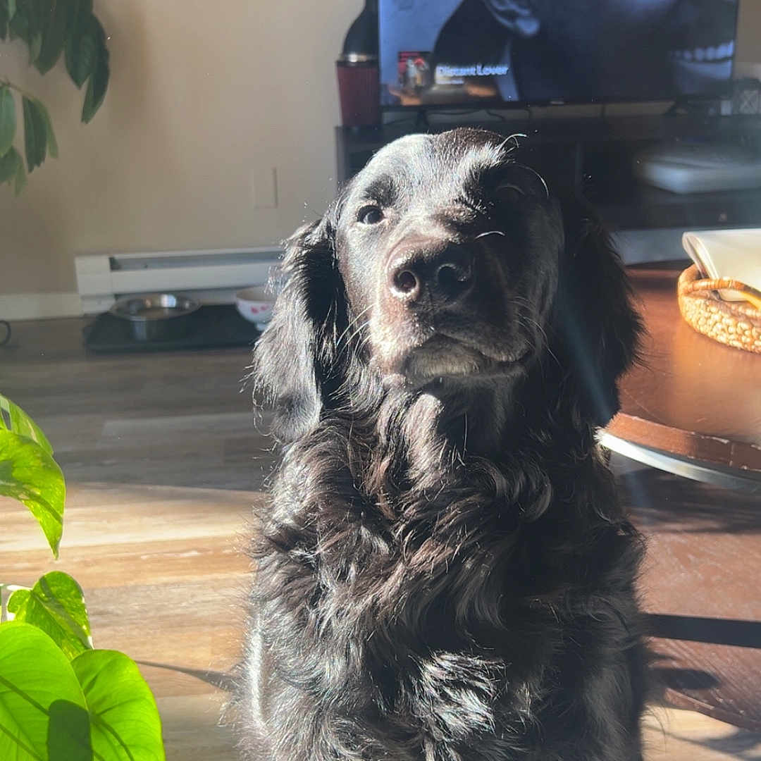Oakley