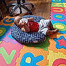 baby, infant, child, lying_down, bottle, smiling, portrait, indoor, play_mat, alphabet, colorful, pillow, nursery, wooden_floor, office_chair, cabinet, home, casual, daylight, family