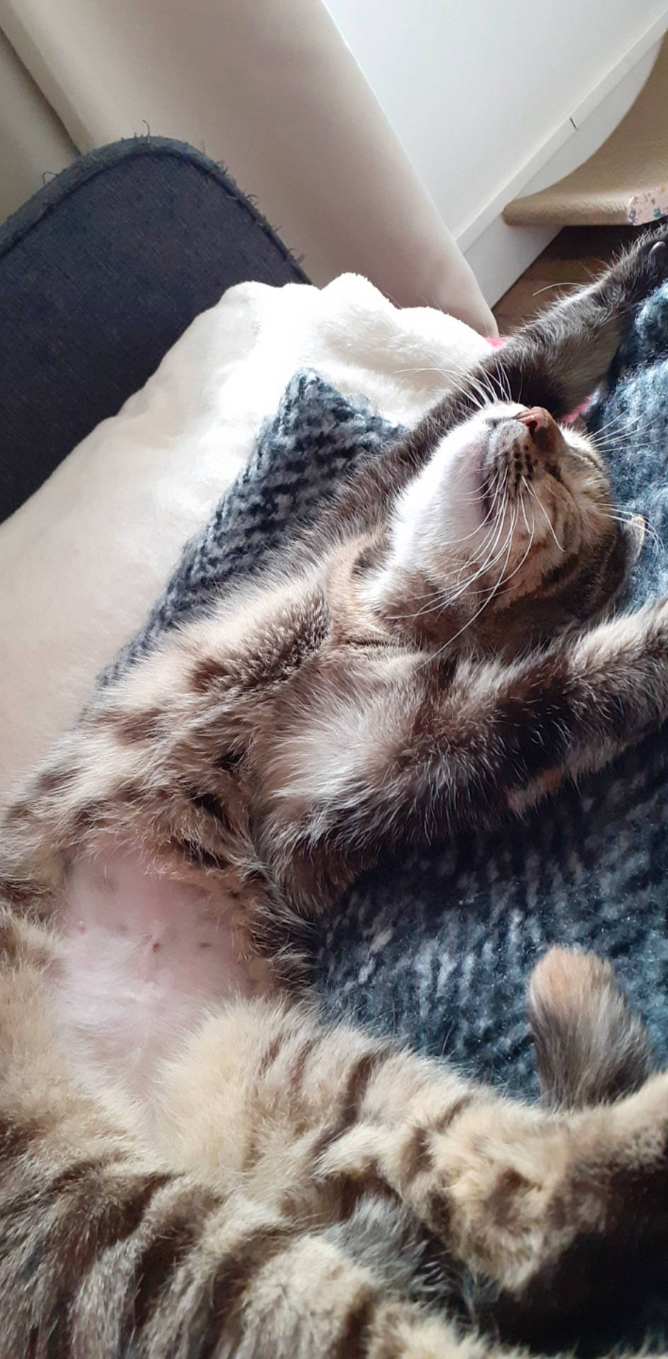 Mouna participe au concours pour gagner de l'argent avec cette photo : carnivore, cat, dragon_li, ear, egyptian_mau, european_shorthair, felidae, fur, kitten, nap, paw, sleep, small_to_medium_sized_cats, tabby_cat, tail, textile, whiskers