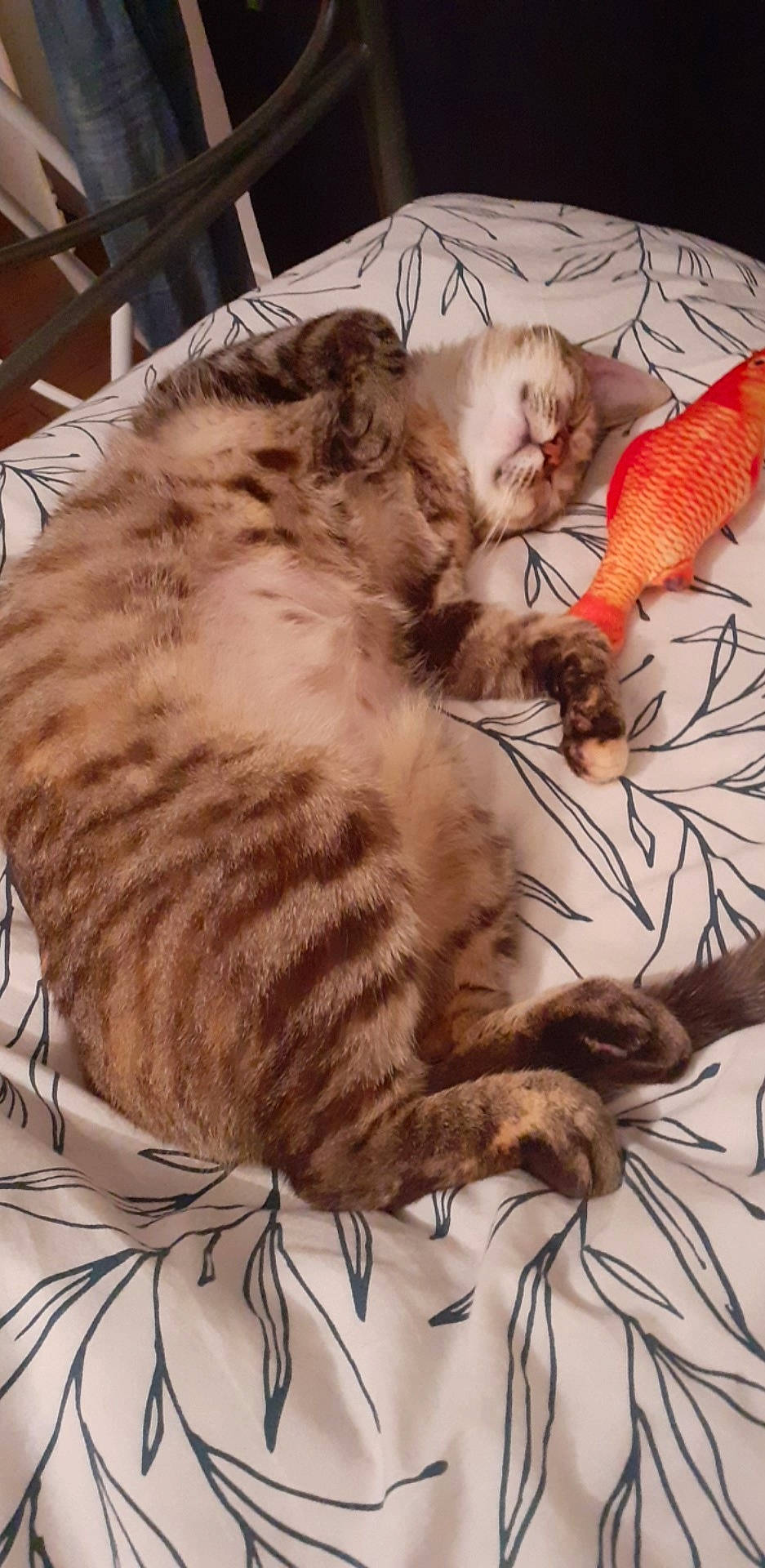 Mouna participe au concours pour gagner de l'argent avec cette photo : american_bobtail, american_curl, american_shorthair, asian, carnivore, cat, claw, dragon_li, egyptian_mau, european_shorthair, felidae, fur, kitten, mammal, norwegian_forest_cat, pixie_bob, small_to_medium_sized_cats, tabby_cat, vertebrate, whiskers