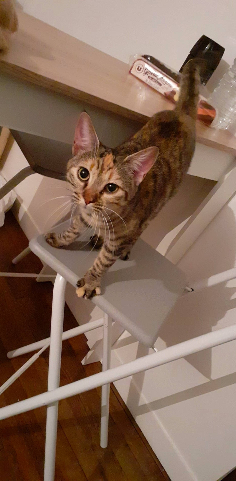 Mouna a rejoint le concours — aidez-le/la à gagner de superbes lots ! american_shorthair, asian, australian_mist, bengal, california_spangled, carnivore, cat, domestic_short_haired_cat, dragon_li, egyptian_mau, european_shorthair, felidae, mammal, ocicat, savannah, small_to_medium_sized_cats, sokoke, tabby_cat, toyger, whiskers