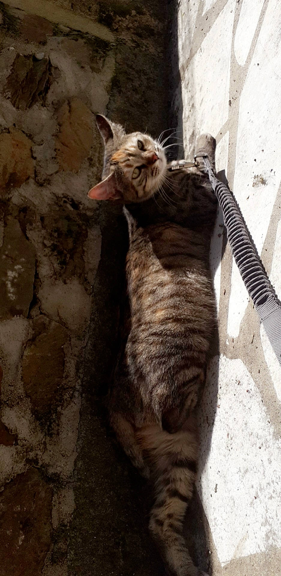 Mouna participe au concours pour gagner de l'argent avec cette photo : aegean_cat, arabian_mau, asian, california_spangled, carnivore, cat, domestic_short_haired_cat, dragon_li, egyptian_mau, european_shorthair, felidae, fur, german_rex, ocicat, small_to_medium_sized_cats, snout, sokoke, tabby_cat, tail, whiskers