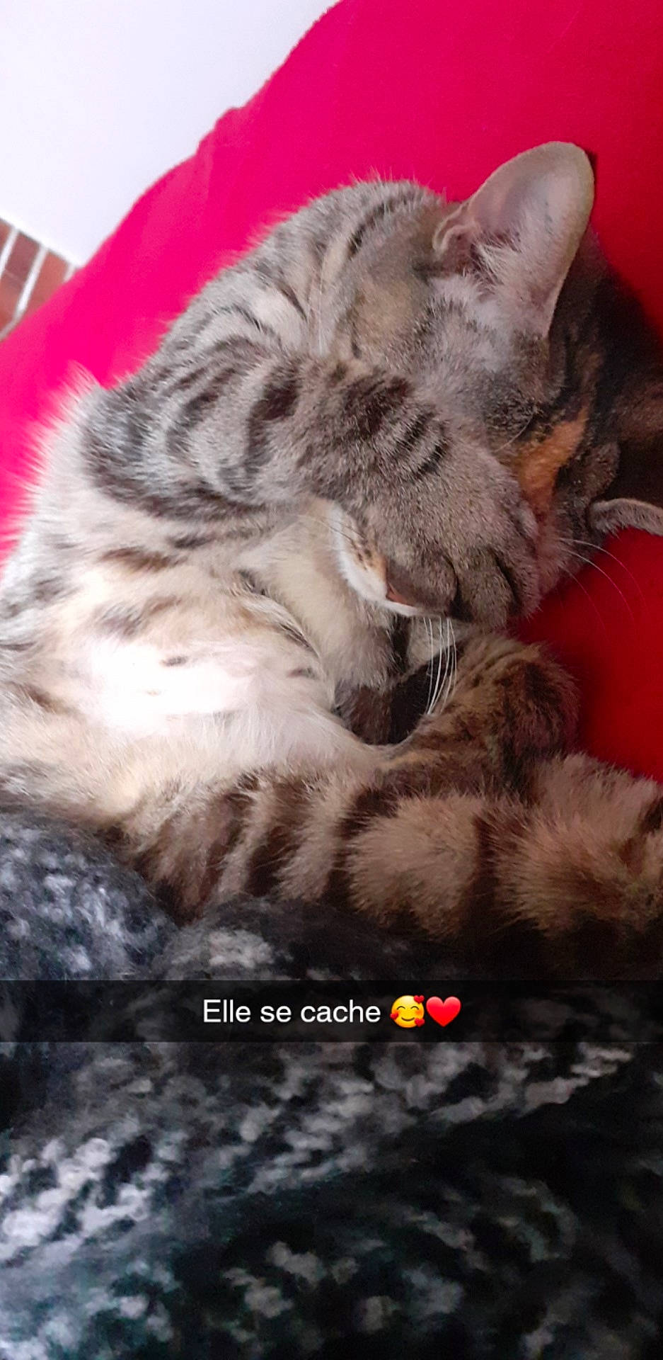 Mouna participe au concours pour gagner de l'argent avec cette photo : american_shorthair, asian, british_longhair, carnivore, cat, dragon_li, egyptian_mau, european_shorthair, felidae, fur, kitten, maine_coon, mammal, norwegian_forest_cat, photo_caption, pixie_bob, siberian, small_to_medium_sized_cats, tabby_cat, whiskers