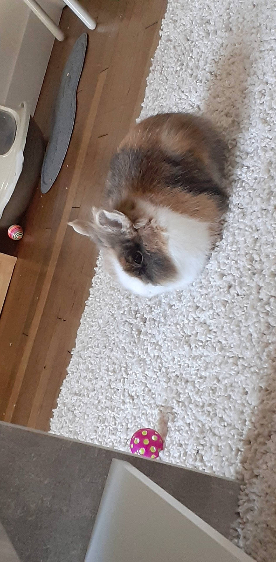 Panpan a rejoint le concours — aidez-le/la à gagner de superbes lots ! canidae, carnivore, cat, fawn, felidae, kitten, persian, ragdoll, small_to_medium_sized_cats