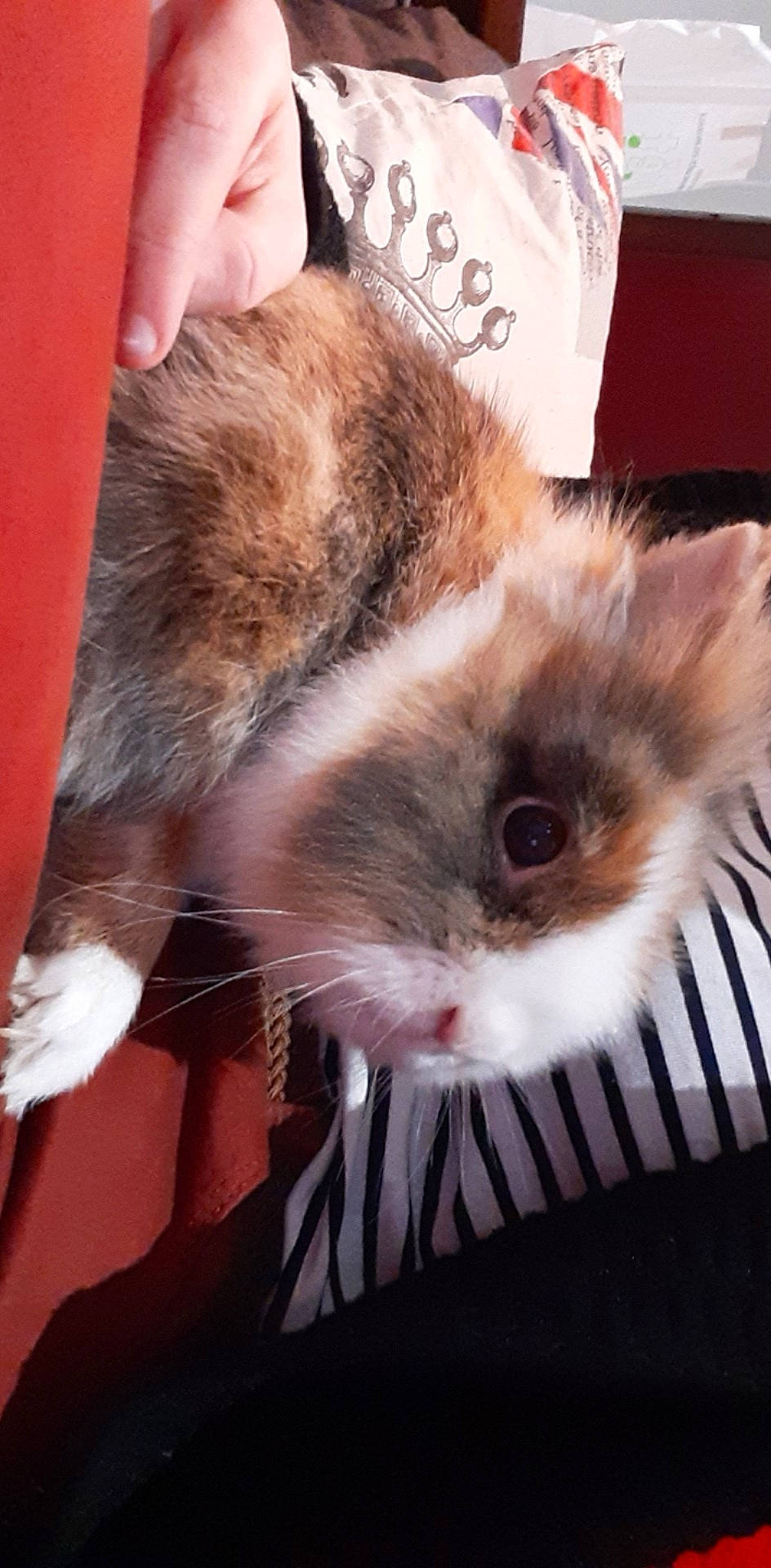 Panpan a rejoint le concours — aidez-le/la à gagner de superbes lots ! carnivore, cat, ear, fawn, felidae, fur, kitten, mammal, small_to_medium_sized_cats, snout, whiskers