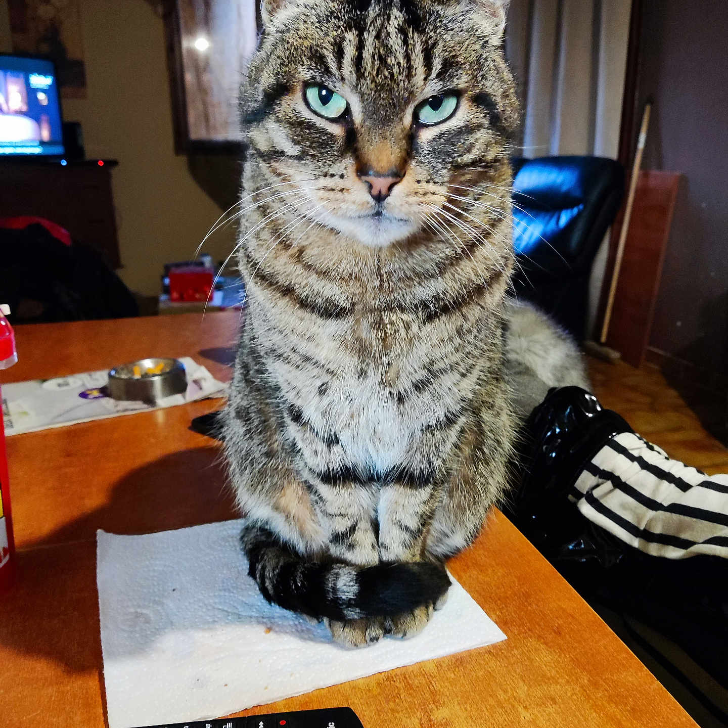 Tigrou participe au concours pour gagner de l'argent avec cette photo : animal, cat, domestic_cat, ears, eyes, feline, fur, home, house, indoor, paper_towel, pet, remote_control, sitting, striped, tabby, table, tail, whiskers, wooden_table