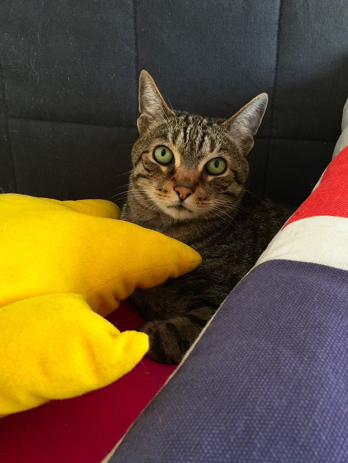 Gary a rejoint le concours — aidez-le/la à gagner de superbes lots ! carnivore, cat, claw, comfort, couch, domestic_short_haired_cat, eye, felidae, fur, grey, linens, pattern, paw, sitting, small_to_medium_sized_cats, snout, tail, terrestrial_animal, whiskers, wildlife