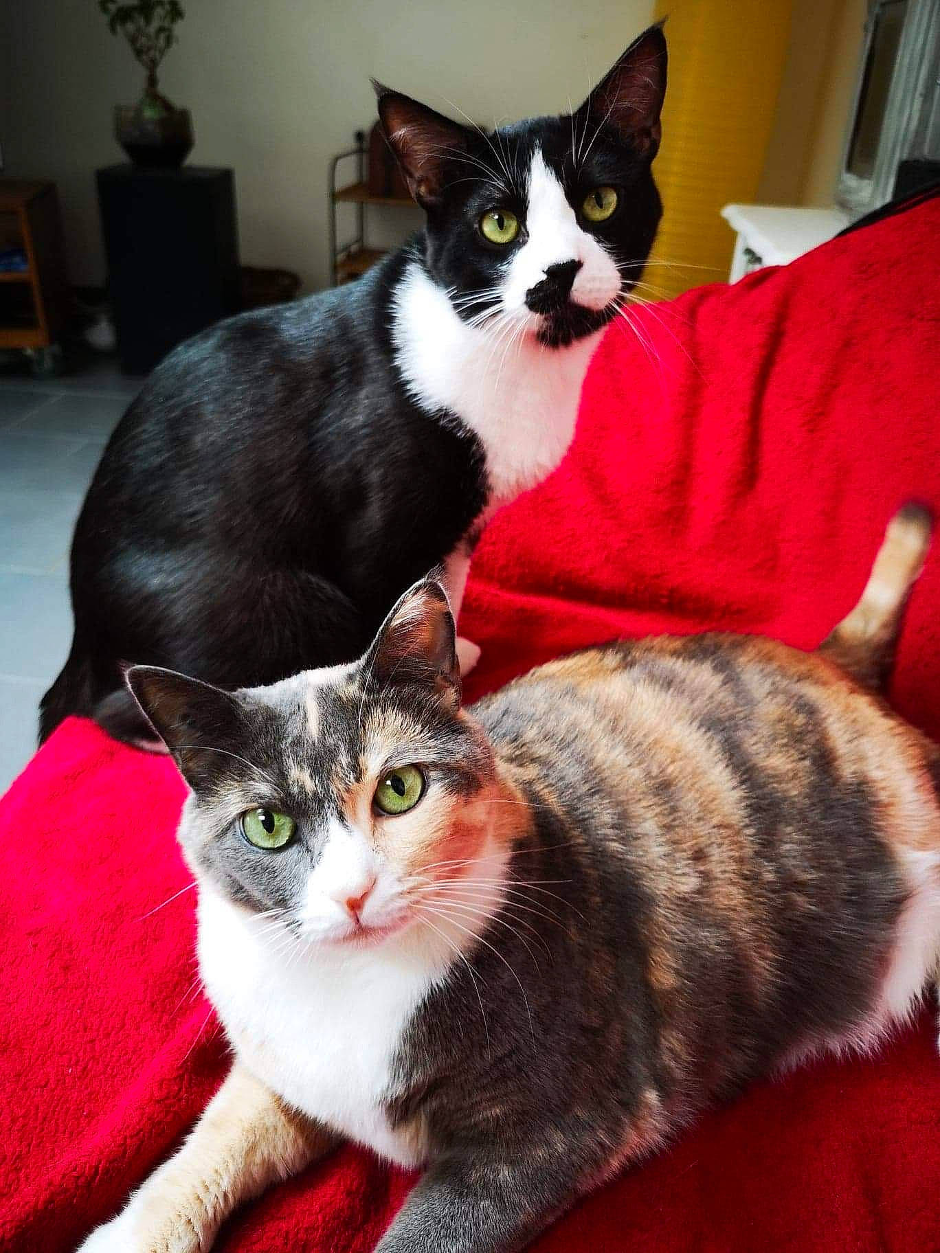 Kyky Et Petit Loulou