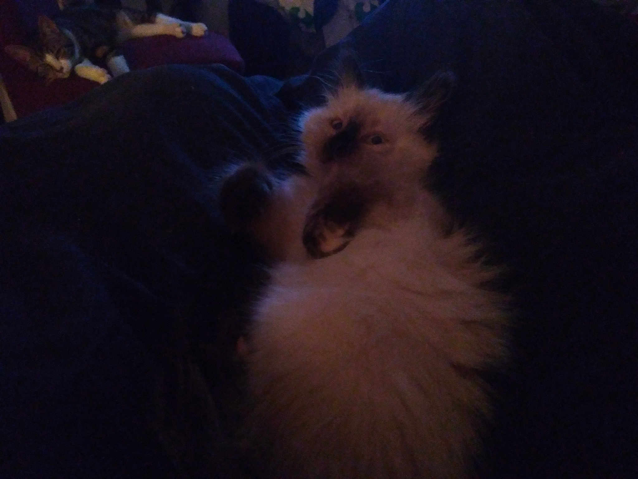 Coton