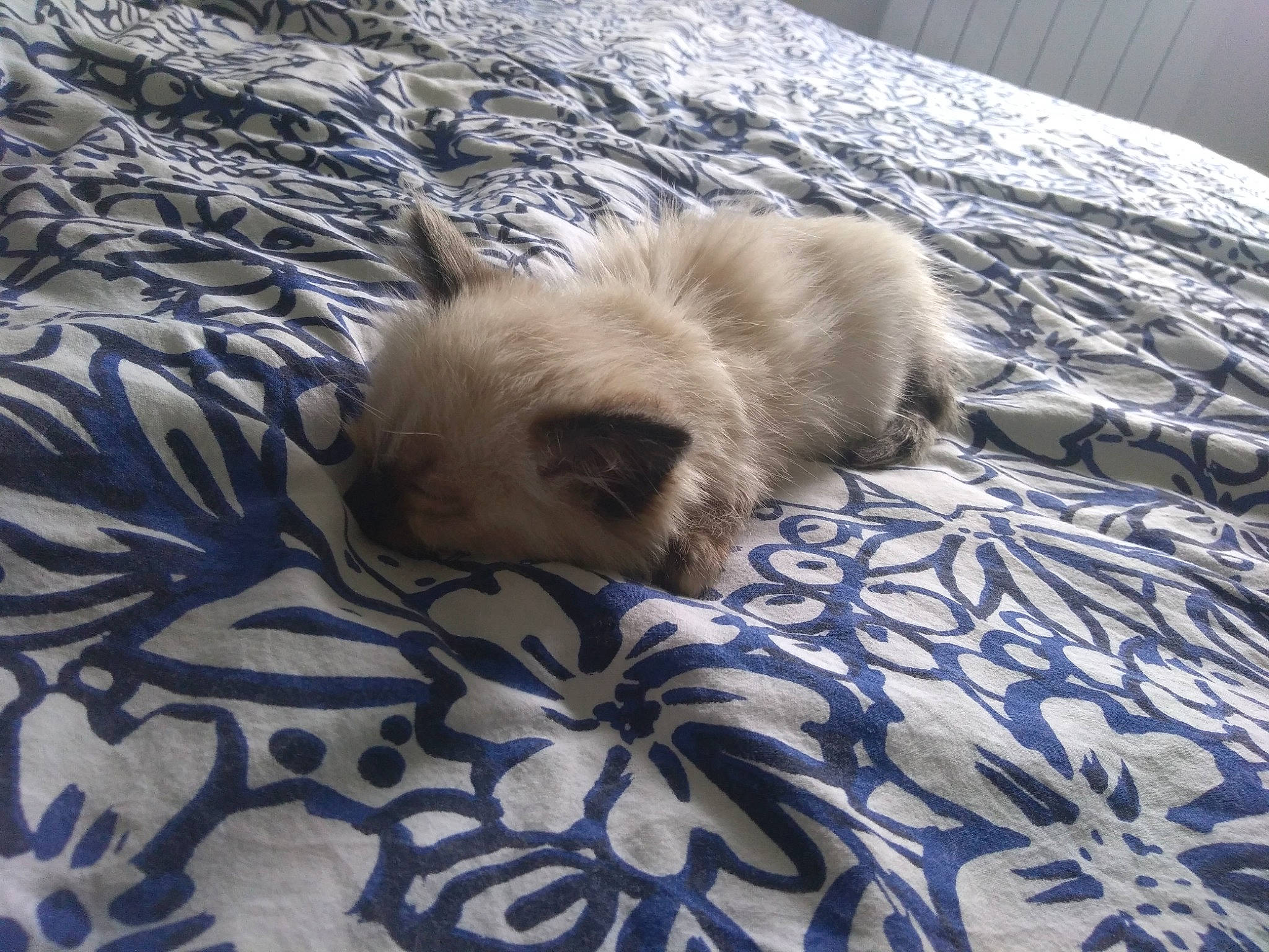 Coton a rejoint le concours — aidez-le/la à gagner de superbes lots ! canidae, carnivore, comfort, companion_dog, dog, dog_breed, fawn, felidae, fur, german_spitz, german_spitz_mittel, linens, liver, small_to_medium_sized_cats, sporting_group, tibetan_spaniel, toy_dog, volpino_italiano, whiskers, wood