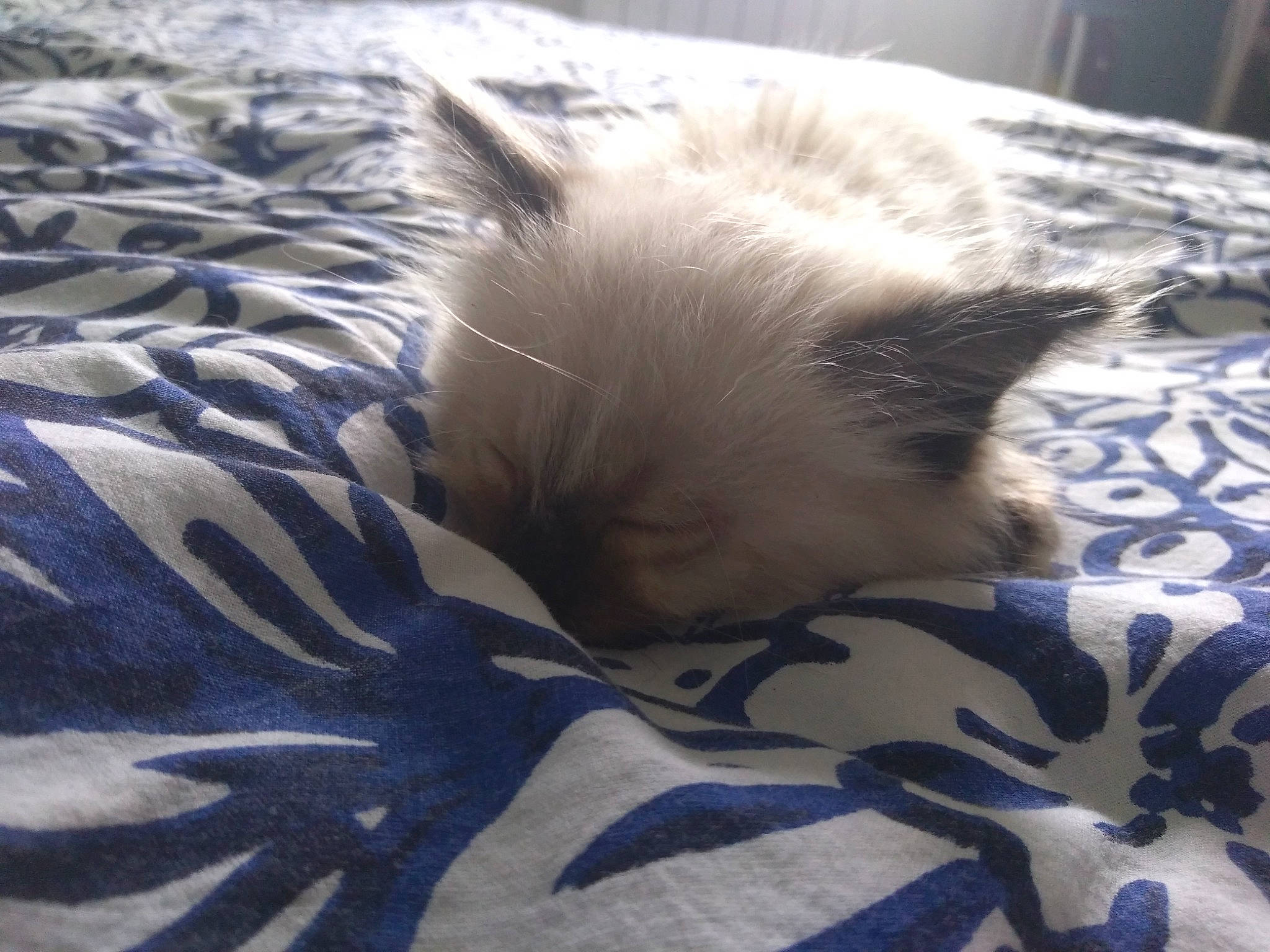 Coton a rejoint le concours — aidez-le/la à gagner de superbes lots ! carnivore, cat, claw, comfort, electric_blue, fawn, felidae, fur, linens, nap, pattern, paw, ragdoll, siamese, sleep, small_to_medium_sized_cats, snout, tail, terrestrial_animal, whiskers