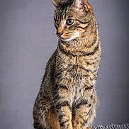 Uber participe au concours pour gagner de l'argent avec cette photo : adorable, animal, cat, centered_subject, closeup, ears, fur, gray_background, green_eyes, indoors, knitted_blanket, long_tail, paws, pet, portrait, sitting, striped_fur, studio_lighting, tabby, whiskers