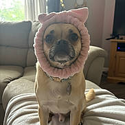 Cannoli is registered to the contest to win money with this photo: dog, pet, indoor, blanket, couch, living_room, headband, pink, cute, animal, fur, ears, collar, tag, sitting, adorable, portrait, cozy, home, light