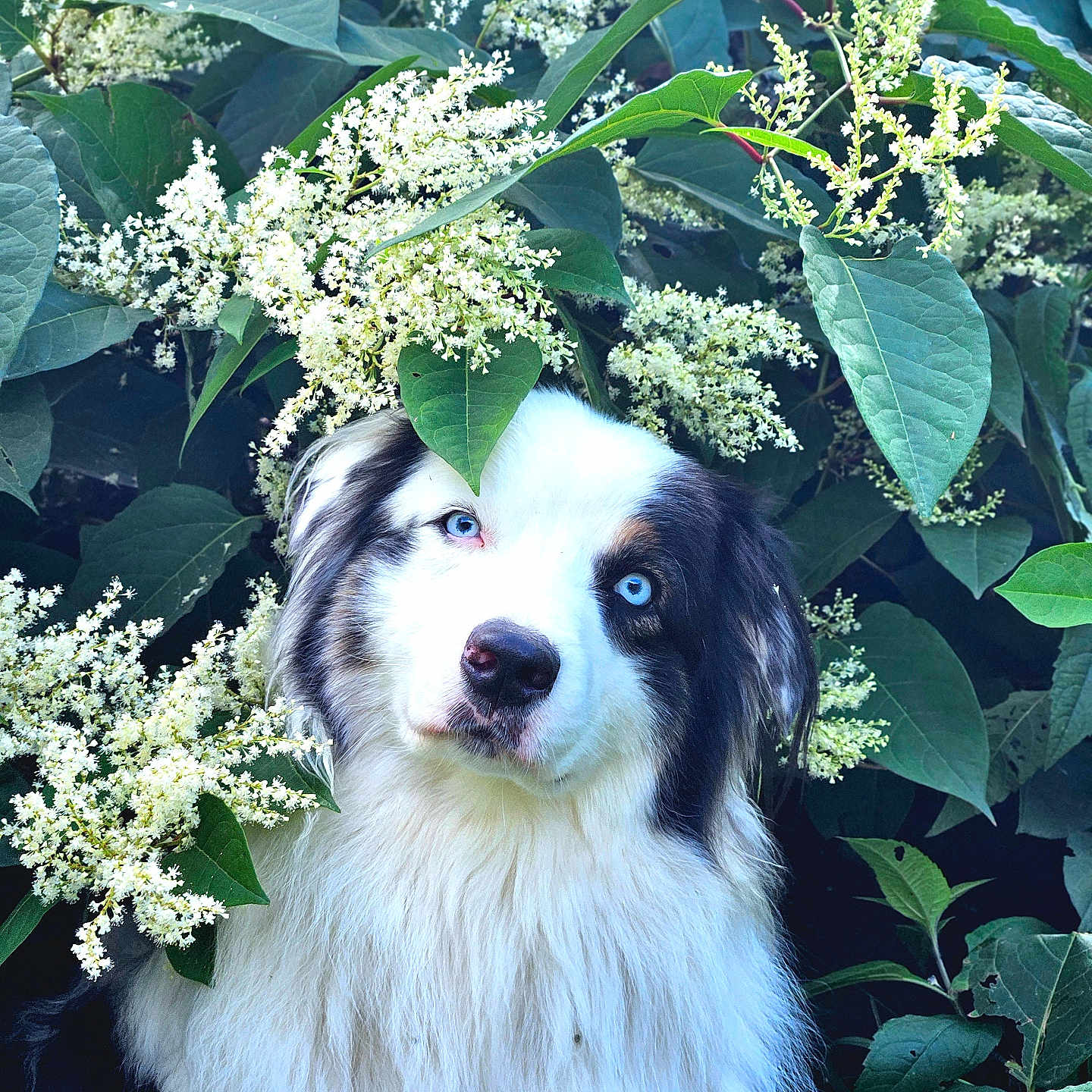 Kenaï a rejoint le concours — aidez-le/la à gagner de superbes lots ! animal, canine, dog, face, flower, grass, green, herbal, herbs, husky, land, leaf, nature, outdoors, pet, plant, puppy, rainforest, tree, vegetation