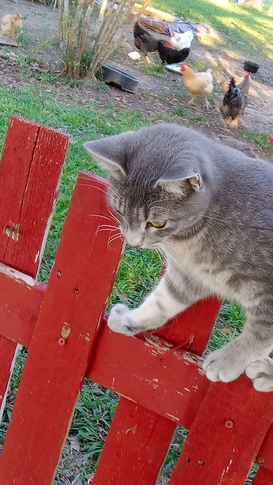 Greysin joined the competition — help win amazing prizes! carnivore, cat, domestic_short_haired_cat, eye, fawn, felidae, fur, grass, groundcover, pattern, plant, russian_blue, sitting, small_to_medium_sized_cats, snout, tail, terrestrial_animal, vertebrate, whiskers, wood