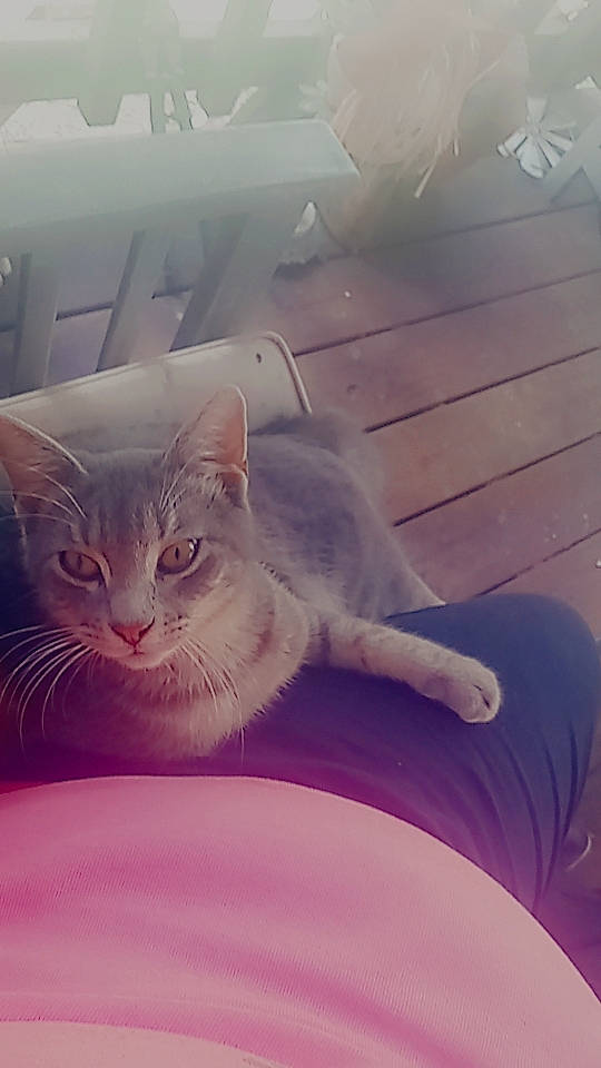 Greysin joined the competition — help win amazing prizes! carnivore, cat, cloud, comfort, domestic_short_haired_cat, eye, felidae, head, human_body, mammal, metal, meteorological_phenomenon, morning, paw, small_to_medium_sized_cats, snout, tail, vertebrate, whiskers, window