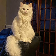 Rio participe au concours pour gagner de l'argent avec cette photo : cat, white_cat, fluffy, indoor, couch, furniture, pet, animal, tail, sitting, looking, domestic_cat, house, wooden_door, window, calm, portrait, feline, fur, cozy