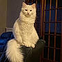 cat, white_cat, fluffy, indoor, couch, furniture, pet, animal, tail, sitting, looking, domestic_cat, house, wooden_door, window, calm, portrait, feline, fur, cozy