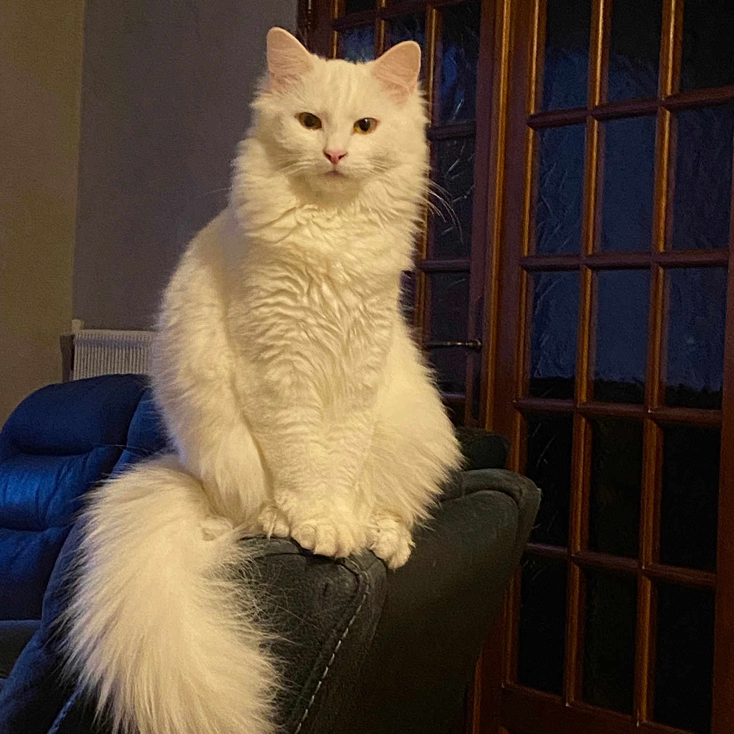 Rio participe au concours pour gagner de l'argent avec cette photo : animal, calm, cat, couch, cozy, domestic_cat, feline, fluffy, fur, furniture, house, indoor, looking, pet, portrait, sitting, tail, white_cat, window, wooden_door