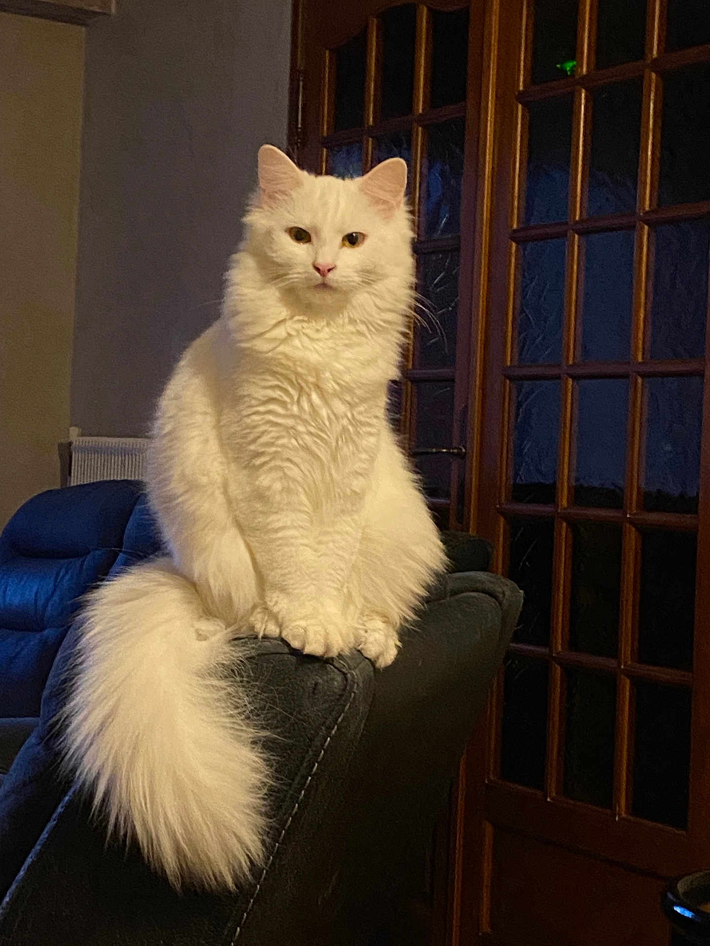 Rio participe au concours pour gagner de l'argent avec cette photo : cat, white_cat, fluffy, indoor, couch, furniture, pet, animal, tail, sitting, looking, domestic_cat, house, wooden_door, window, calm, portrait, feline, fur, cozy