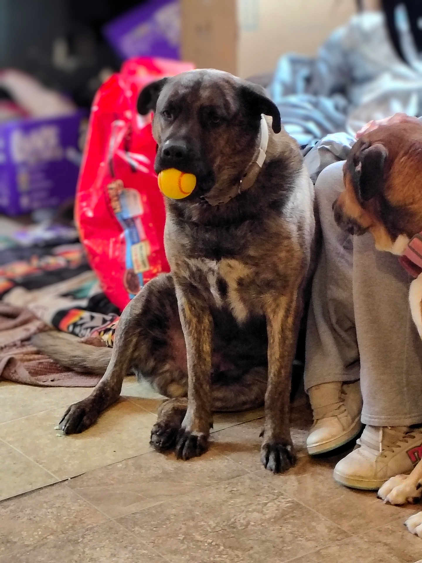 Chico is registered to the contest to win money with this photo: dog, tennis_ball, pet, indoor, tile_floor, sitting, brindle_coat, collar, paws, another_dog, person_legs, sneakers, blanket, red_bag, toy, flooring, living_room, portrait, blurred_background, brown_fur