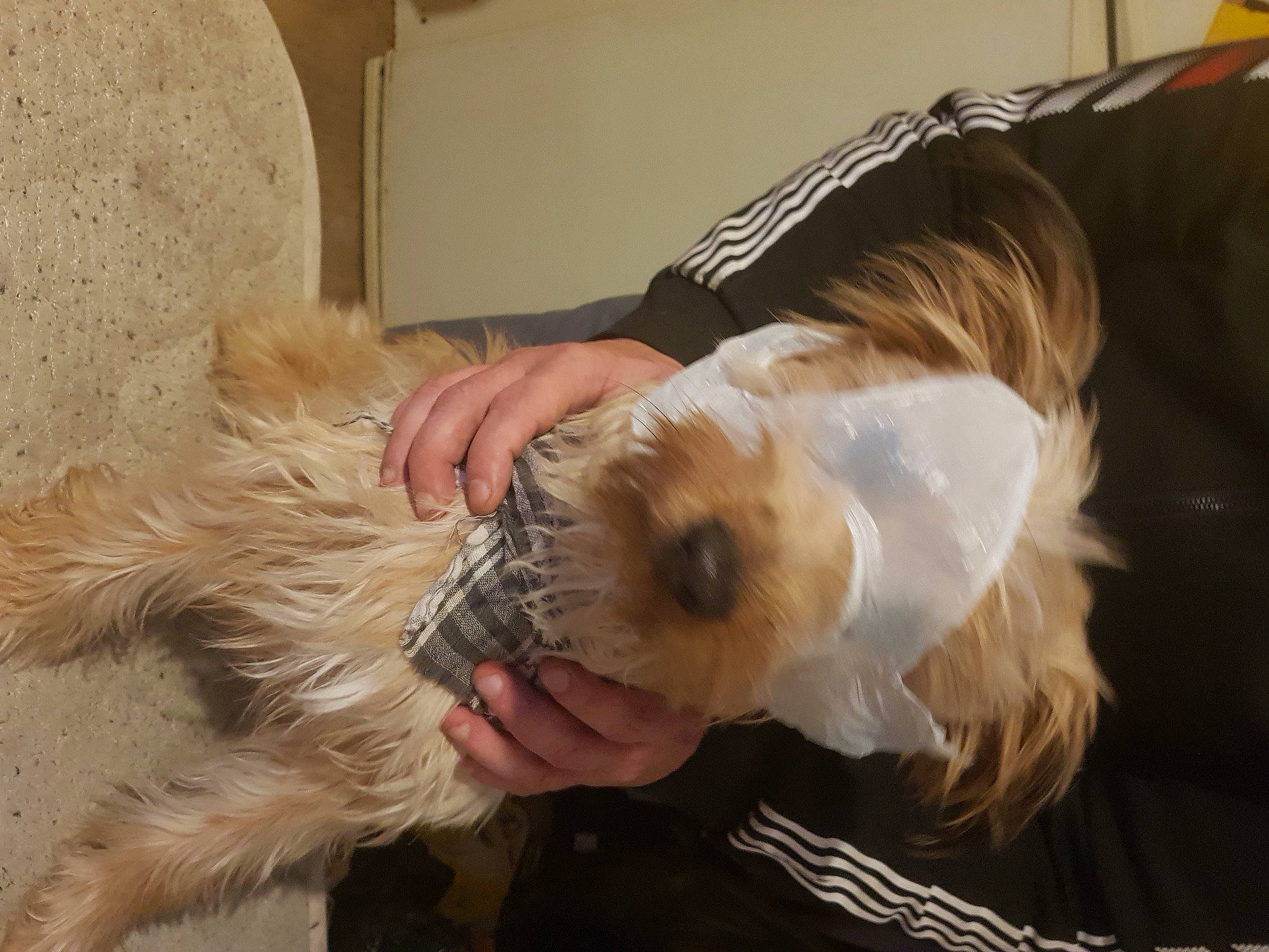 Saïko a rejoint le concours — aidez-le/la à gagner de superbes lots ! canidae, carnivore, companion_dog, dog, dog_breed, dog_clothes, fawn, fur, maltepoo, non_sporting_group, poodle_crossbreed, puppy_love, shih_poo, small_terrier, snout, sporting_group, sunglasses, terrier, toy_dog, working_animal