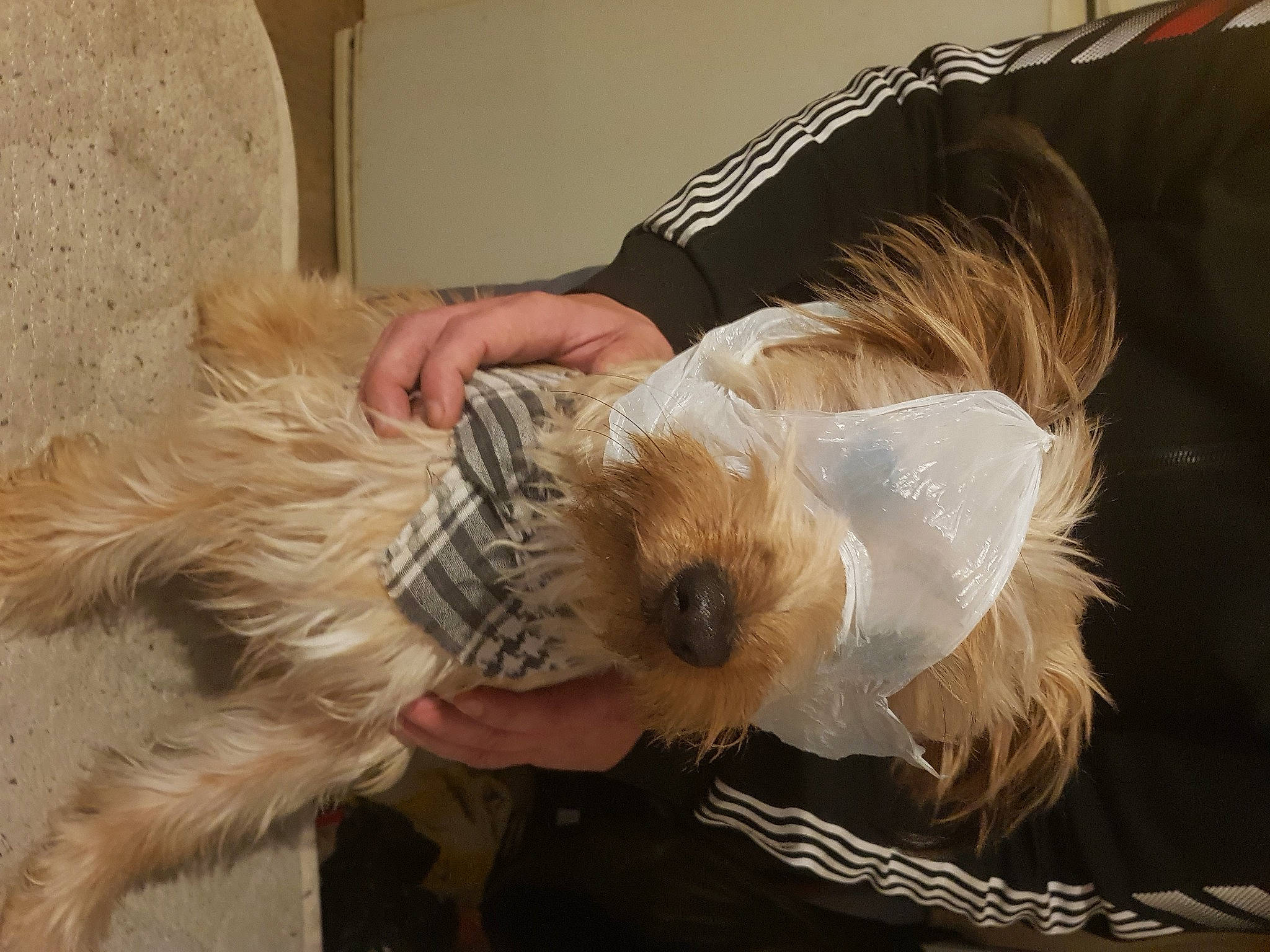 Saïko participe au concours pour gagner de l'argent avec cette photo : australian_silky_terrier, blond, canidae, carnivore, companion_dog, dog, dog_breed, dog_clothes, fur, non_sporting_group, puppy, puppy_love, sitting, small_terrier, sporting_group, tail, terrier, toy_dog, working_animal