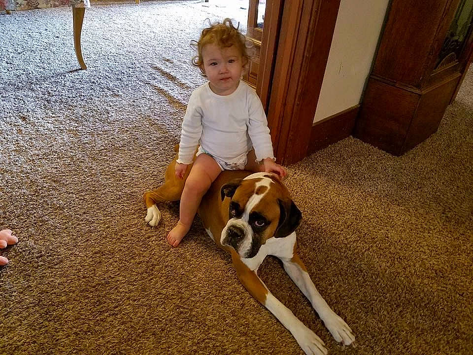 Lillyonna joined the competition — help win amazing prizes! ball, cabinetry, carnivore, comfort, companion_dog, dog, dog_breed, fawn, floor, flooring, happy, hardwood, leisure, mammal, person, scent_hound, smile, snout, toddler, wood