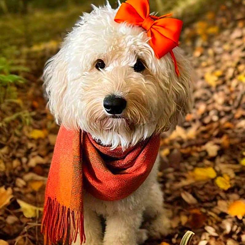 Scarlett is registered to the contest to win money with this photo: animal, canine, dog, face, food, head, leaf, person, pet, photography, plant, portrait, produce, pumpkin, puppy, soil, squash, vegetable, vegetation, whitedog