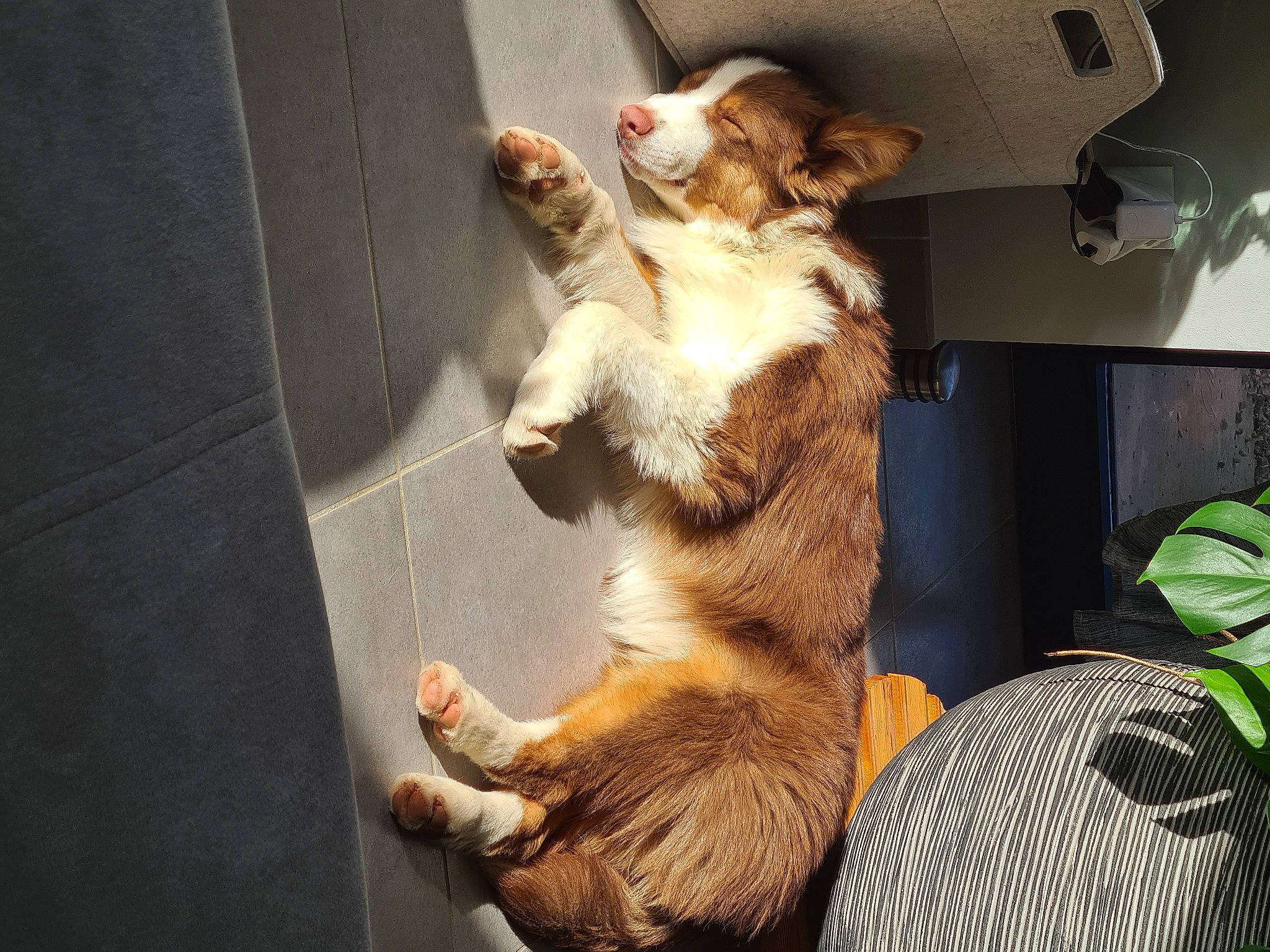 Sonny participe au concours pour gagner de l'argent avec cette photo : canidae, carnivore, claw, comfort, companion_dog, dog, dog_breed, domestic_short_haired_cat, fawn, felidae, fur, mammal, paw, plant, small_to_medium_sized_cats, sporting_group, tail, terrestrial_animal, whiskers, wood