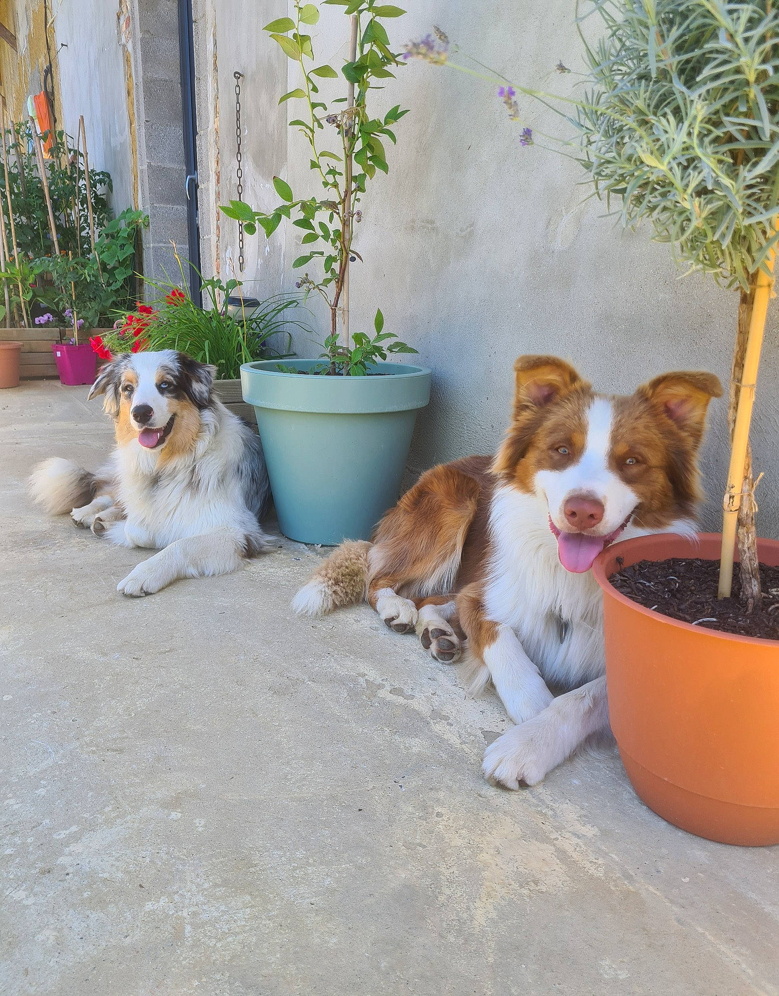 Sonny participe au concours pour gagner de l'argent avec cette photo : carnivore, cavalier_king_charles_spaniel, companion_dog, dog, dog_breed, fawn, flowerpot, grass, herding_dog, houseplant, king_charles_spaniel, mammal, plant, porch, sidewalk, snout, sporting_group, tail, toy_dog, vertebrate