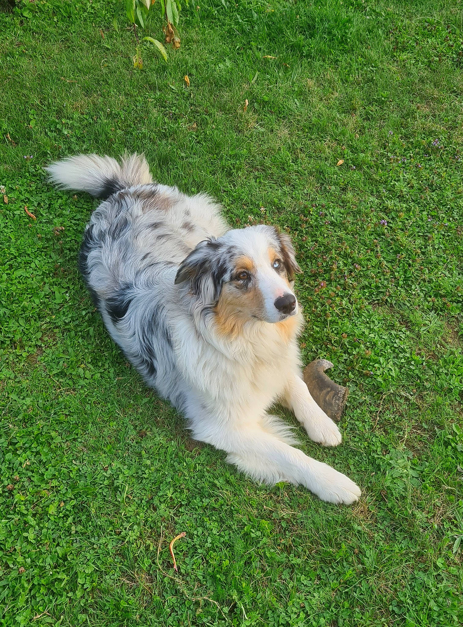 Shelby a rejoint le concours — aidez-le/la à gagner de superbes lots ! australian_shepherd, canidae, carnivore, companion_dog, dog, dog_breed, grass, grassland, groundcover, herding_dog, plant, tail, terrestrial_animal, working_dog