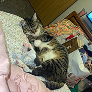Leo is registered to the contest to win money with this photo: bed, blanket, cat, comforter, cozy, domestic, door, dresser, fur, furniture, household, indoor, paw, pet, pillow, relaxing, room, sleep, sleeping, tabby_cat