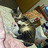 bed, blanket, cat, comforter, cozy, domestic, door, dresser, fur, furniture, household, indoor, paw, pet, pillow, relaxing, room, sleep, sleeping, tabby_cat